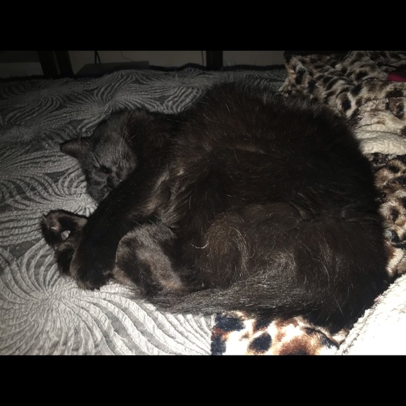 Meet your Posher, Victoria - Picture 3 of 7